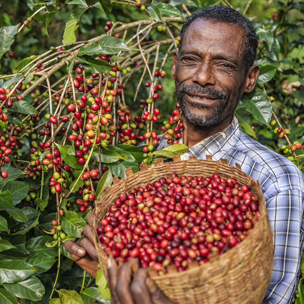 Organic Coffee Farmer