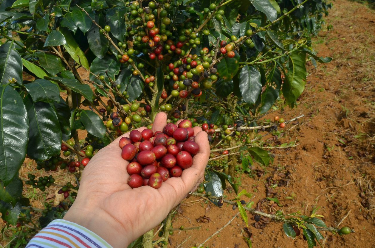 Coffee Farming - Soil Quality