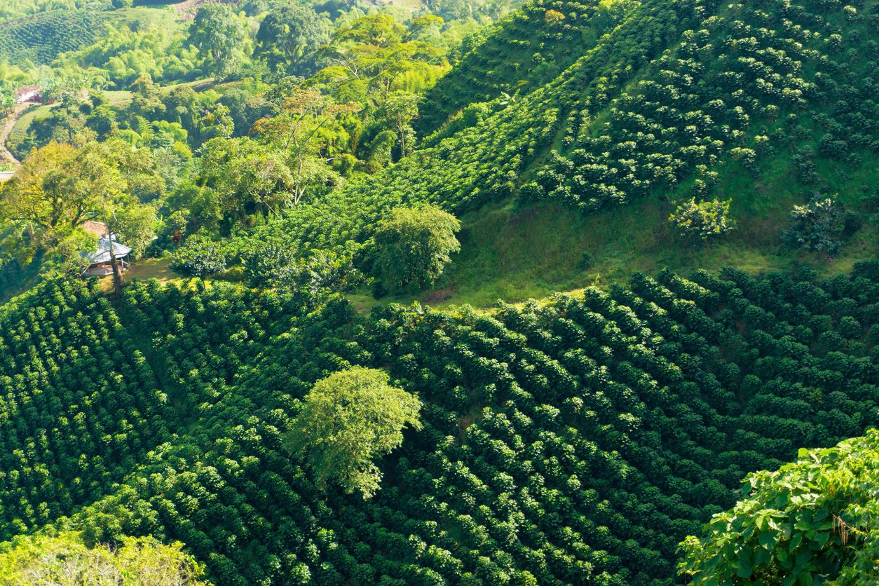 Organic Coffee Farming is Good for the Environment