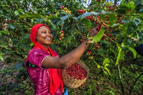 Sustainable Coffee Farming